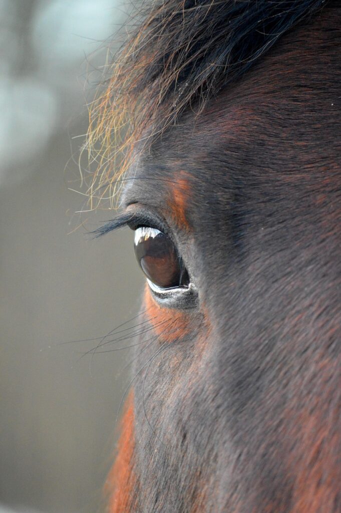 animal, horse, mammal, species, eye, close up, eyelashes, head, horse head, brown, mane, horse eye, house horse, pallor, paddock, animals on the farm, stud, agriculture, ungulates, fauna, horse, nature, horse, horse, horse, horse