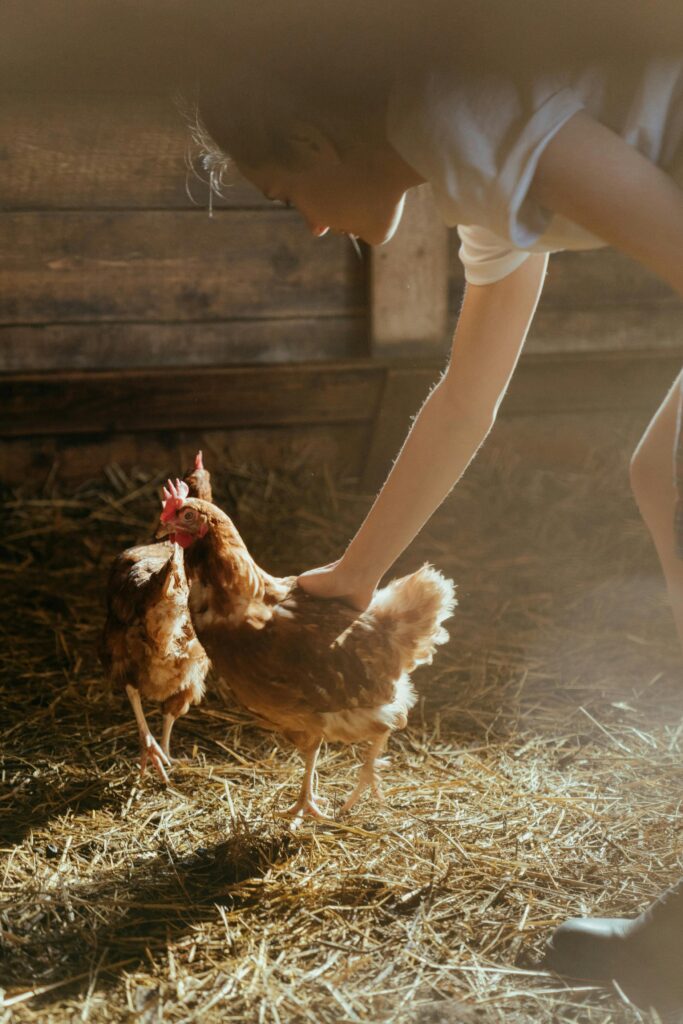 A young girl gently pets chickens inside a rustic barn illuminated by warm sunlight.